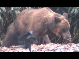 Гигантский медведь-людоед