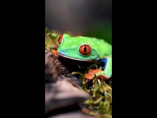 Красноглазая квакша (лат. Agalychnis callidryas) — древесная лягушка из семейства Phyllomedusidae.