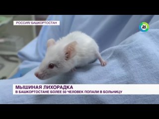 Вспышка мышиной лихорадки в Башкирии. Среди заболевших есть дети (видео от  года) 4K видео