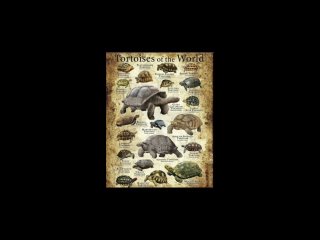 Сухопутные черепахи. Russian tortoise 💤