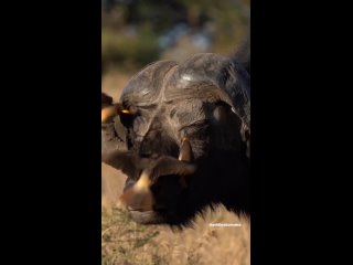 Желтоклювый буйволовый скворец