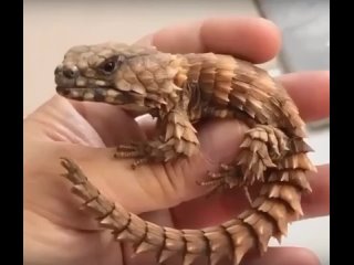 Поясохвост - миниатюрный дракон