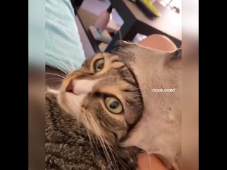 Дорогой дневник…