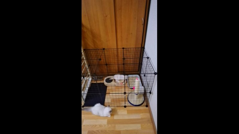 Вольер для котят Ragdoll Cattery SergioMagicHouse