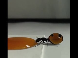 Королева муравьёв кушает мёд...