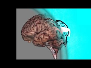 Детальное изображение мозга 3D