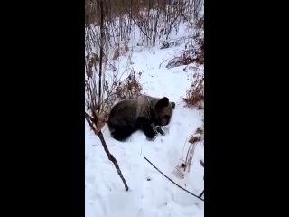 Новороссия ИНФО:Осиротевший бурый медвежонок пришел на помойку, где пытался найти пропитание.