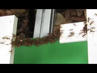 Некоторые виды муравьёв способы строить мосты и плоты из своих тел. Потрясающая командная работа.