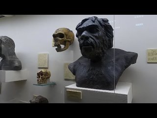 История древнейшего человека в Палеонтологическом музее Москвы и Азовского музея-заповедника
