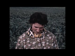 La vigne et le vin : les raisins de la passion (Provinciales, TV 1969-1977)