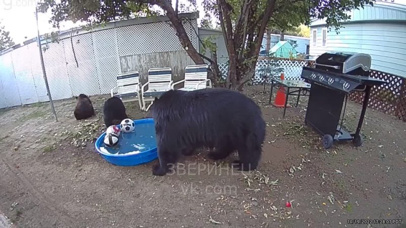 Семья медведей ворвалась играть на задний