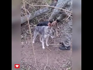 Спасли бедного песика, спасибо добрым людям