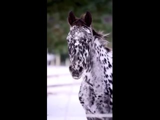 Кнабструпперы, или лошади-далматинцы