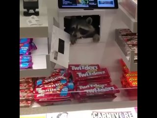 Енот украл конфеты в аэропорту Филадельфии