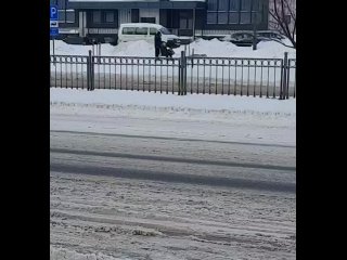 Видеофакт: в Бресте начали кататься на собачьих упряжках.