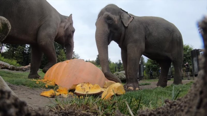 Elephant Smash Giant Pumpkins