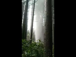 Извержение гейзера посреди леса. Хоккайдо, Япония