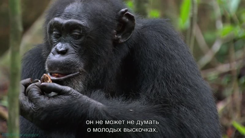 «Шимпанзе» (Познавательный, природа, животные, флора, фауна, 2012)