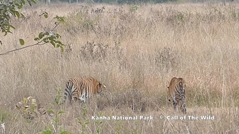 Два самца тигра дерутся за территорию.