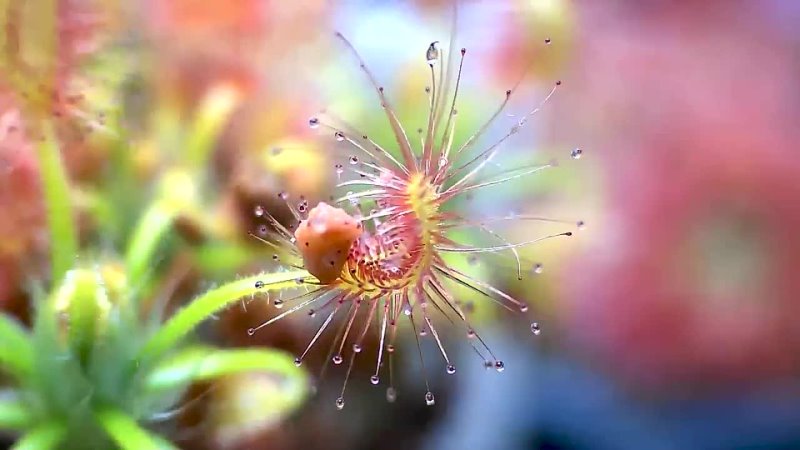 Feeding a sundew carnivorous plant Drosera