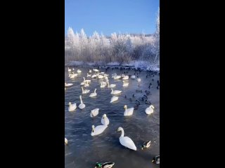 Озеро Светлое, место зимовки лебедей и уток, Алтайский край