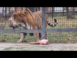 Тигр ЛЮТУЕТ, тигрица принесла ему шикарный кусок мяса, а он не может его достать! 18 дек 2022