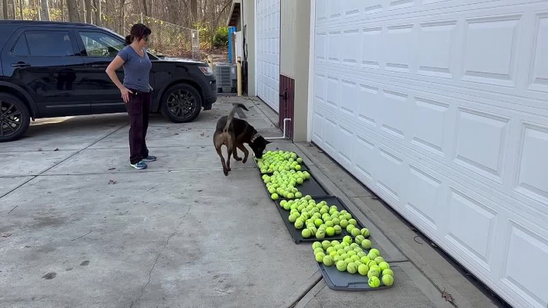 Working Dogs