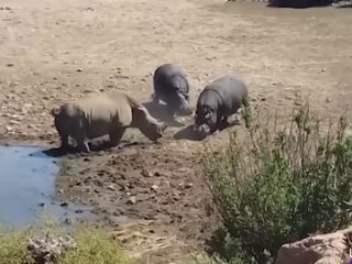 🦏 В ЮАР разъярённый бегемот утопил мешавшего ему пить носорога. Бегемоты самые опасные угрозы для всех животных включая слона