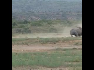 Поединок двух носорогов