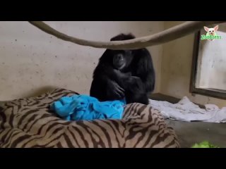 Chimpanzee Mother Mahale Reunited With Baby!