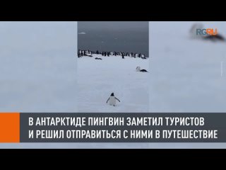 В Антарктиде маленький пингвин заметил группу туристов и решил к ним присоединиться