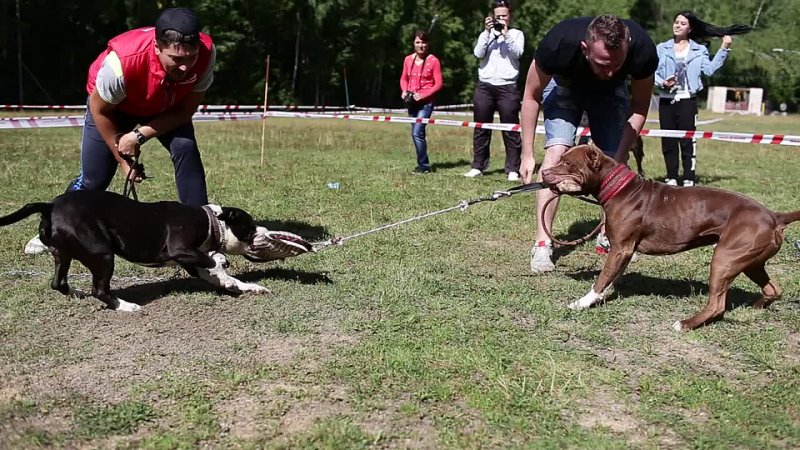 Pitbull 2014. Tug of war. AST Point Club Biggest Bang.