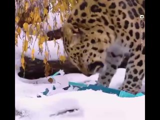 леопард гроза коробок