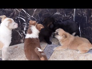 Собачка Рэя защищает своих братиков Жека, и Жорика