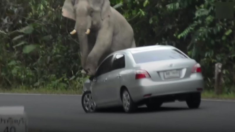 Разозлённый слон буквально рвет машину на