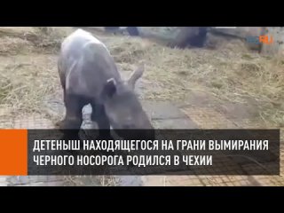 Детеныш находящегося на грани вымирания черного носорога родился в Чехии
