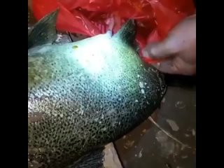 Интересный и одновременно гуманный способ добычи икры.

🎣 Охота и рыбалка