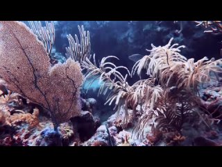 [Lauren Sarasua] FREEDIVE Spearfishing Florida Coral Reefs | GROUPER & HOGFISH Season VLOG Part 1