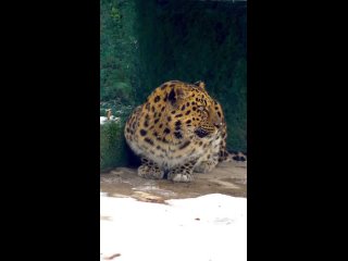 👀 Леопард Мизер из Московского зоопарка.