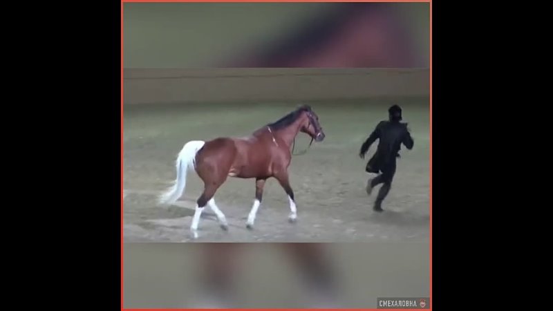 Лошадь – звезда шоу