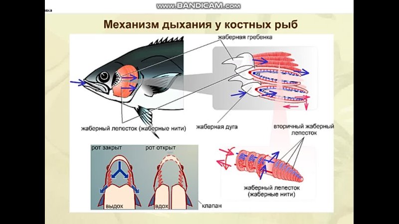 Рыба дышащая легкими. Система дыхания у рыб. Механизм дыхания костных рыб. Дыхательная система рыб жабры. Дыхательная система система костных рыб.