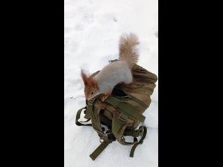 Немного_пожмякал_Толстую___Tolstaya_squirrel_(1).mp4