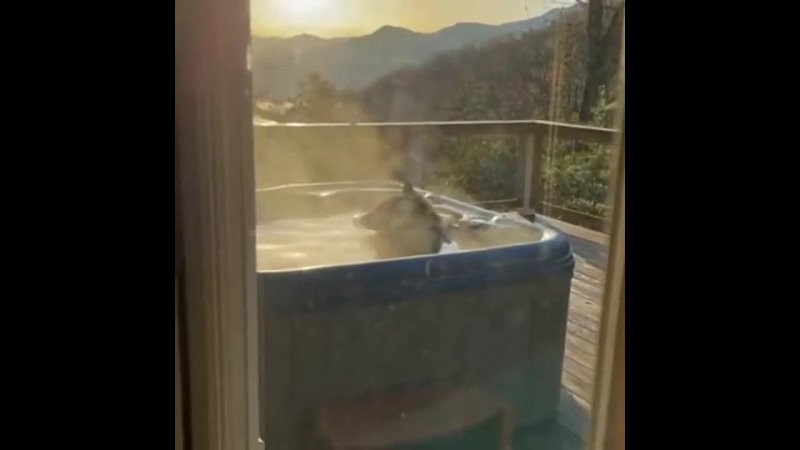 Freeloading bear taking a bath in someone s backyard