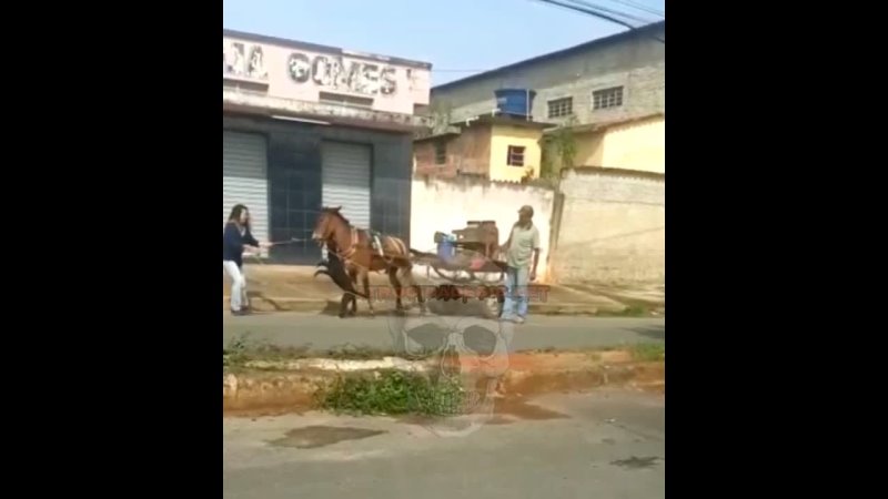 Pitt bull ataca cavalo