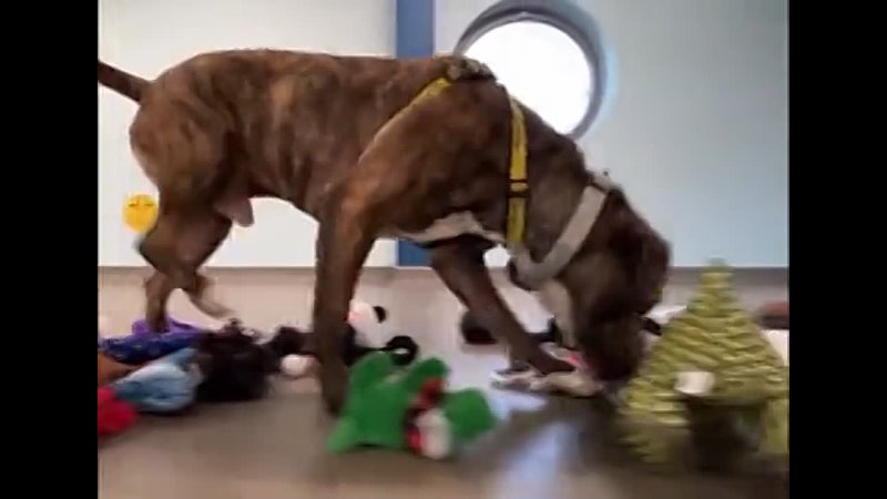 Shelter Dogs Picking Out Their Christmas Toys