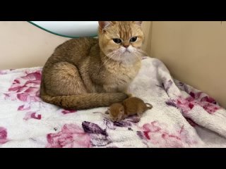 Мама-кошка переносит новорожденного котенка на кровать, потому что ей не нравится диван