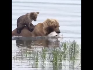 Медведь плавает скорость. Медведь Россия.