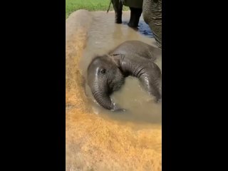 Маленький слоненок наслаждается своей ванной. Чиангмай, Таиланд