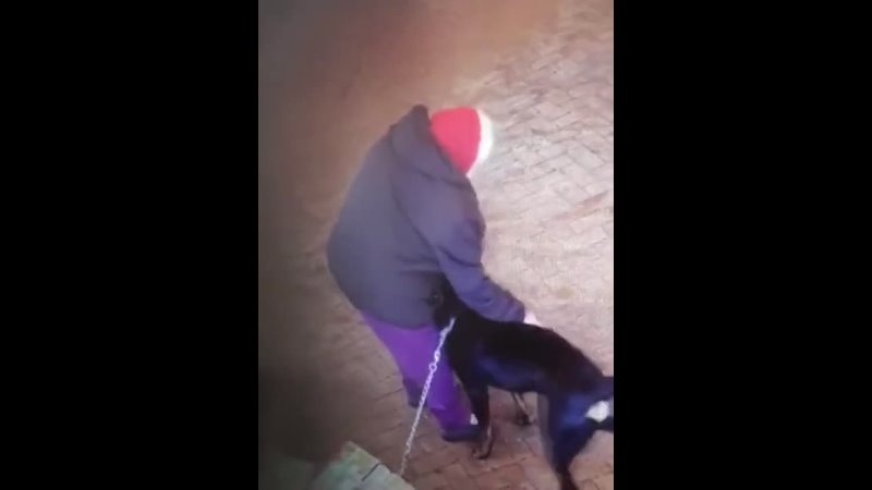 Petting a Rottweiler