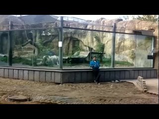 ПОСТЫ - Тигр нападает на человека (московский зоопарк)